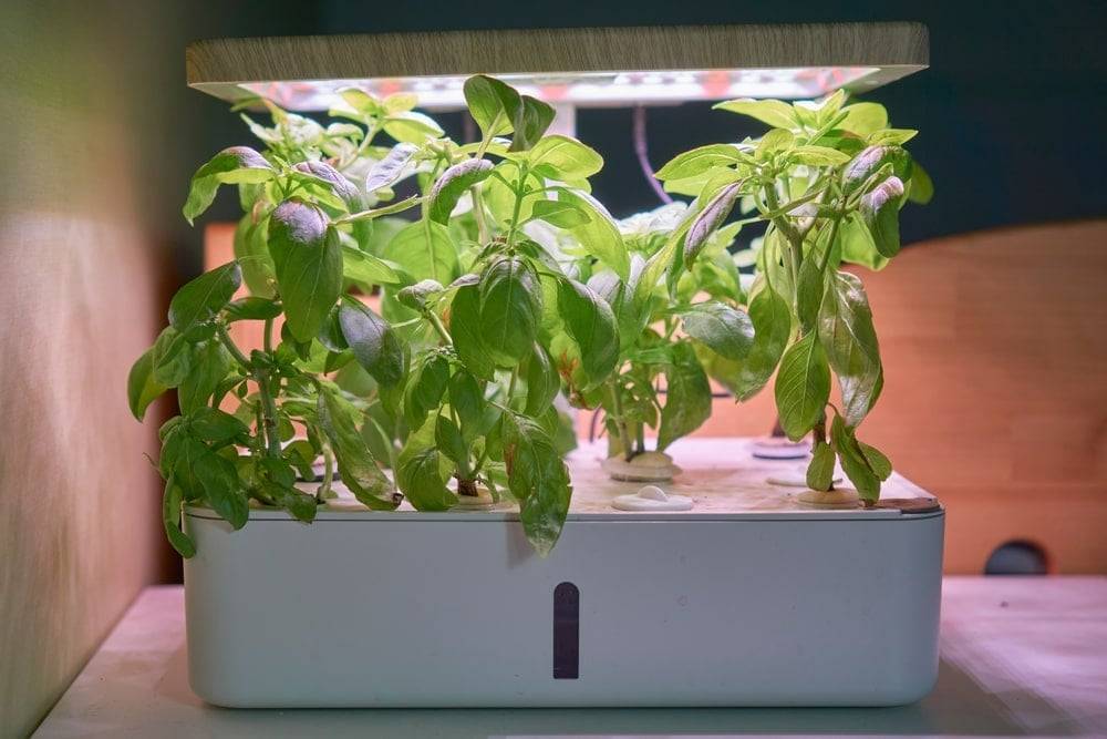 A basil plant in a small pot growing under an LED grow light on a simple indoor shelf, leaves lush and green, warm home setting, realistic photography