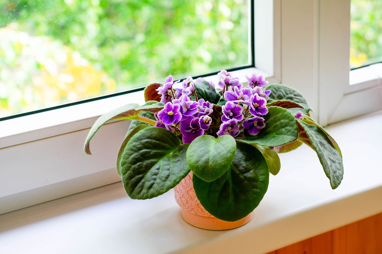 A blooming African violet with purple flowers on a bright kitchen windowsill