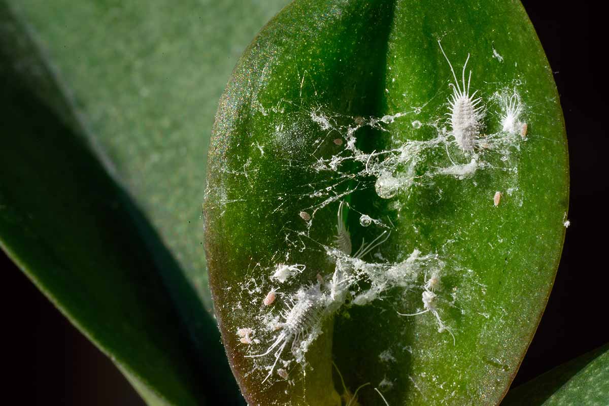 A close-up photo of a Phalaenopsis orchid leaf with small white mealybugs clustered near the leaf base, showing sticky residue and leaf texture in sharp focus, photorealistic macro plant photography