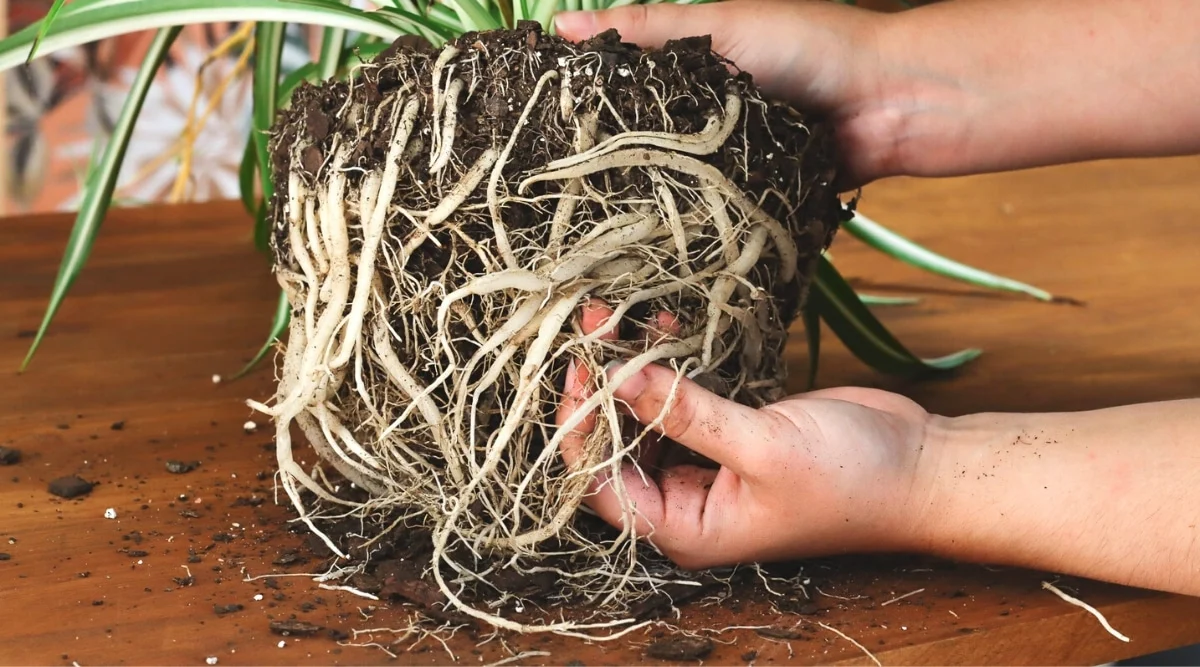 A close-up photo of a spider plant being lifted from its pot, showing thick pale roots circling the soil ball, hands gently holding the plant, indoor potting scene, photorealistic