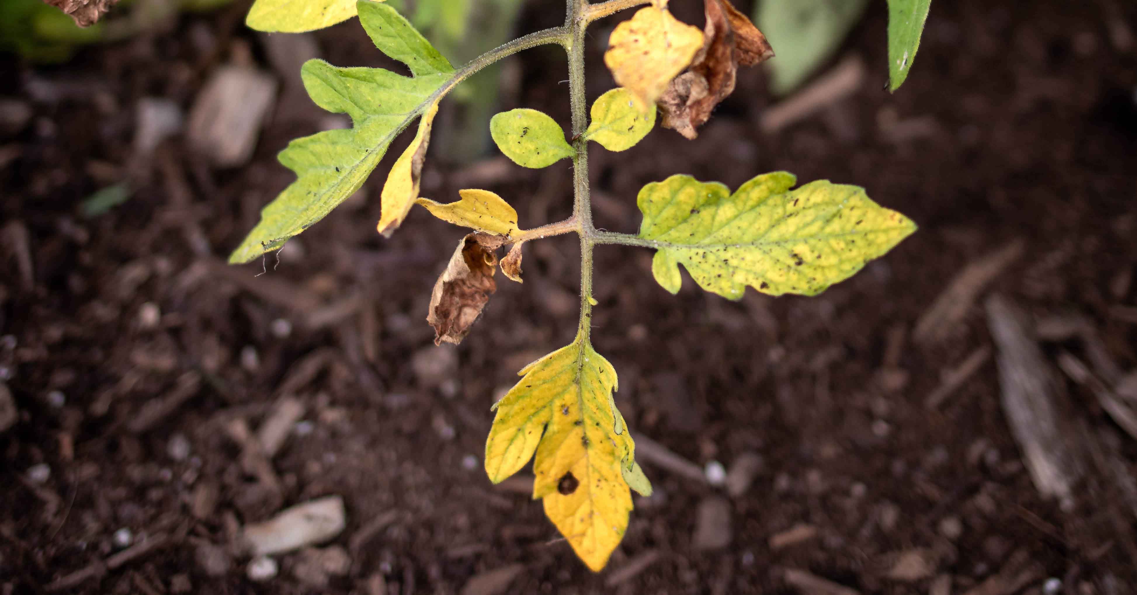 Why Are My Tomato Leaves Turning Yellow?