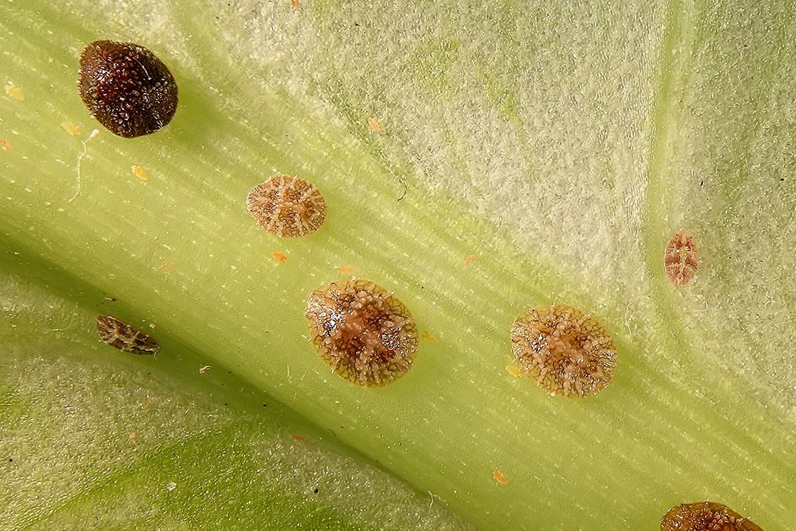 Scale Insects on Houseplants