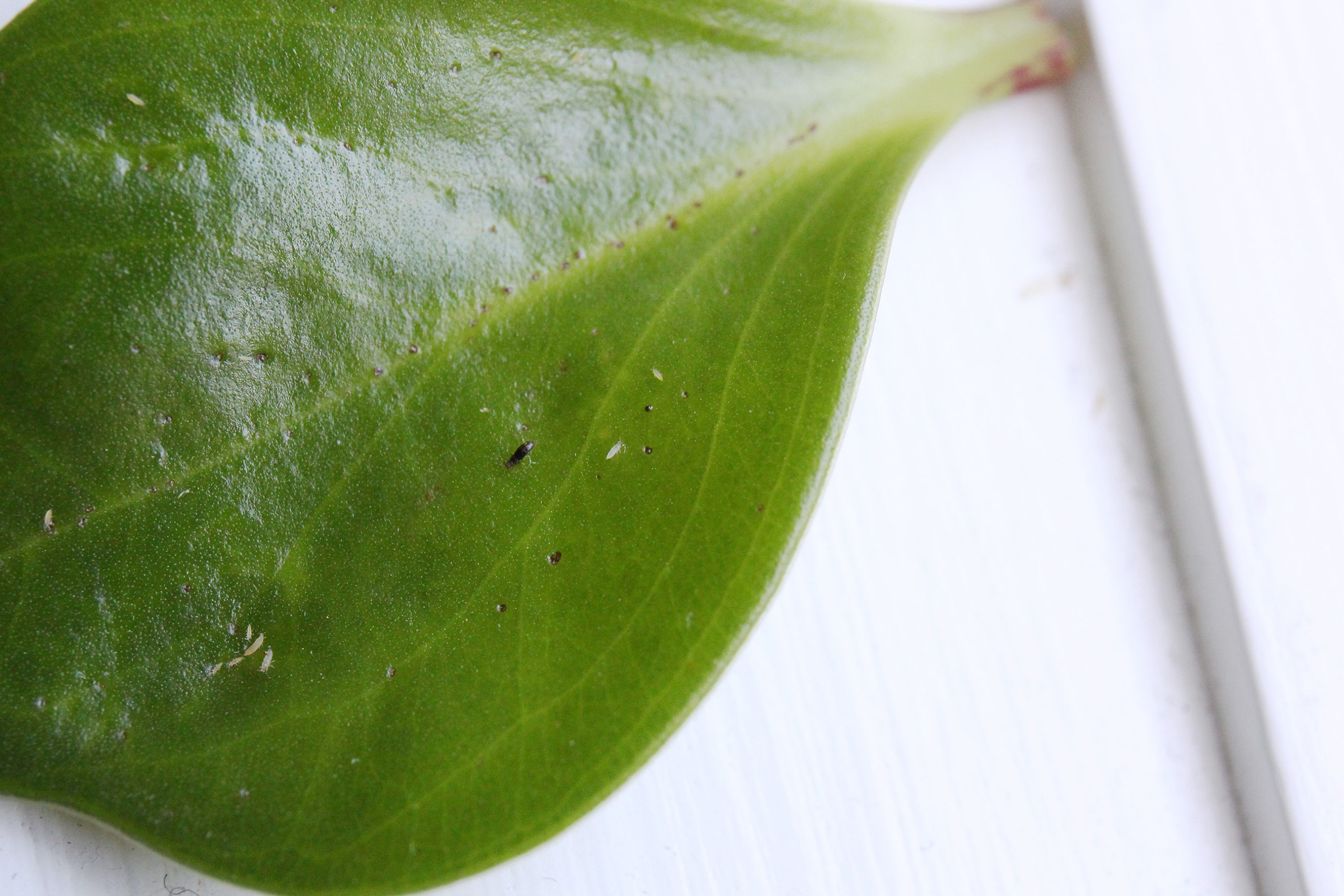 Thrips on Houseplants: How to Spot and Eliminate Them