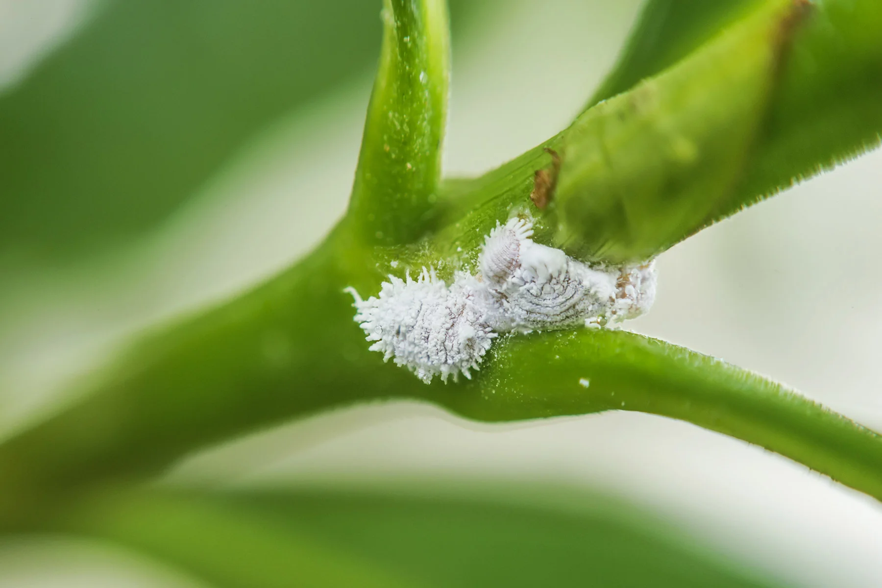 A close-up real photograph of a houseplant stem with small white mealybugs clustered near a leaf node, shallow depth of field, natural indoor light