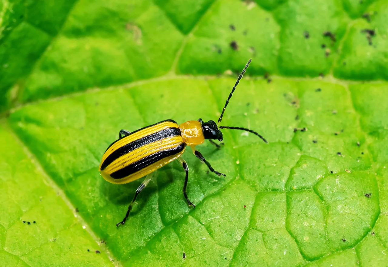 How to Get Rid of Cucumber Beetles Naturally