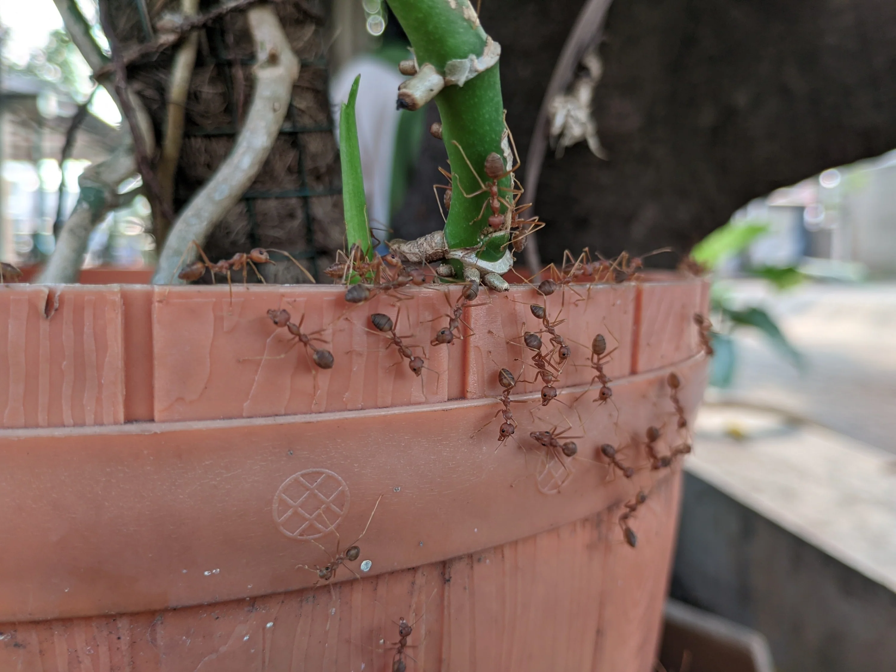 How to Get Rid of Ants in Houseplant Soil