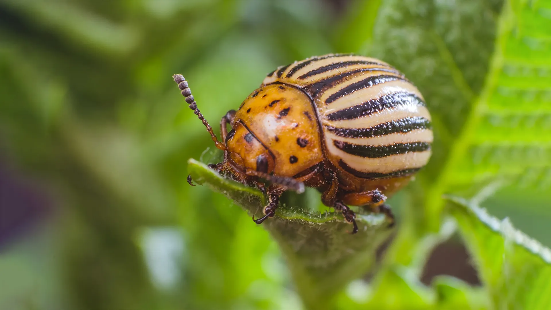 How to Get Rid of Colorado Potato Beetles