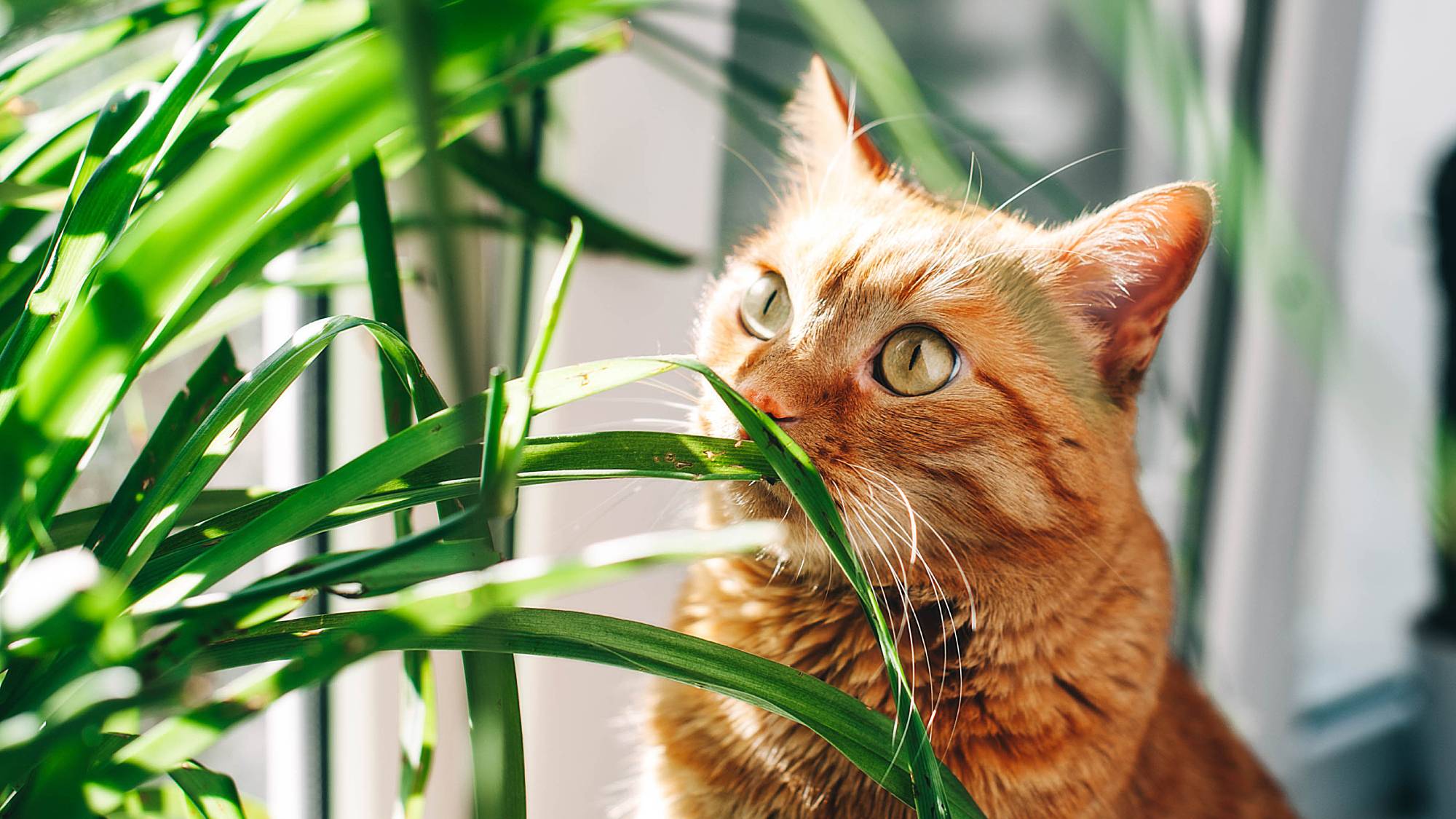 15 Pet-Safe Houseplants for Cats and Dogs