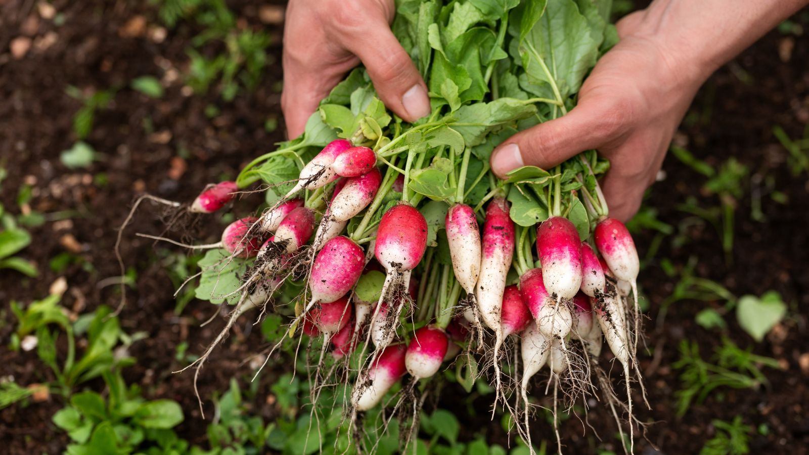 12 Fast-Growing Vegetables to Harvest in Under 60 Days