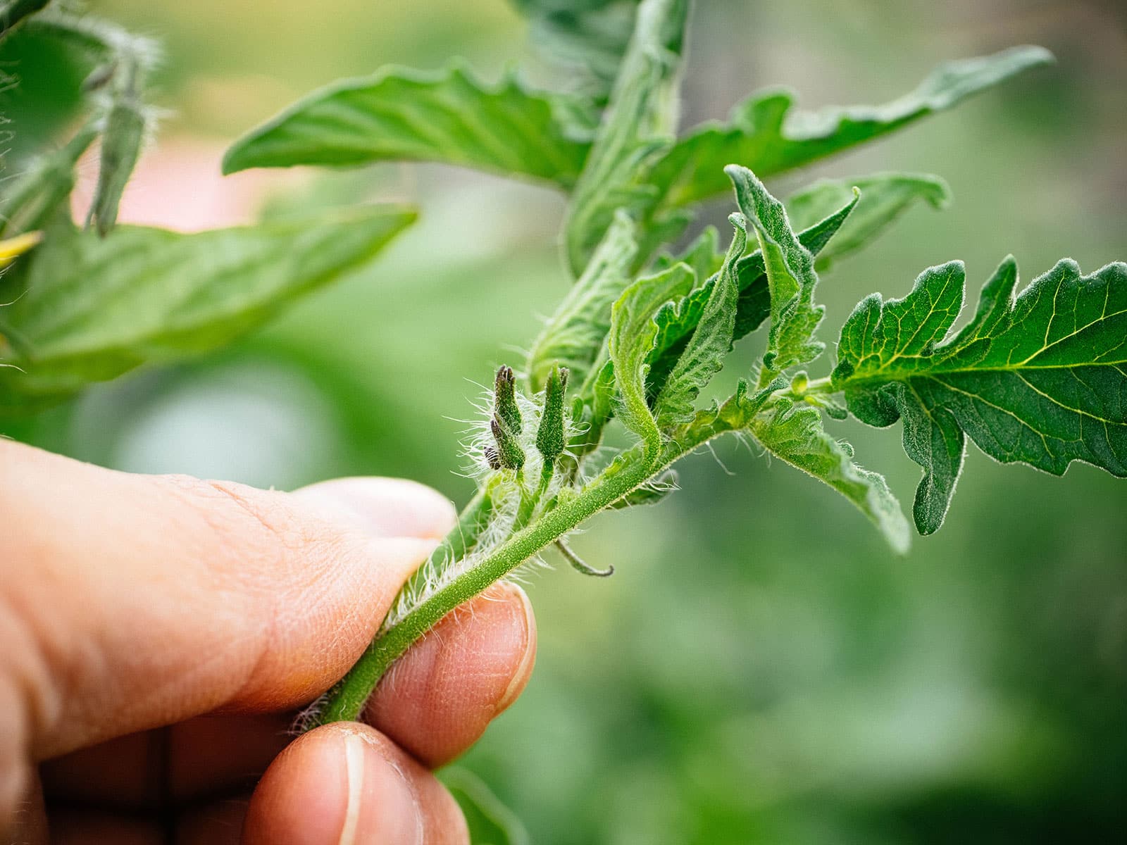 Pruning Tomato Plants for Maximum Yield