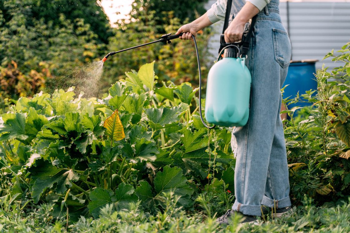 A gardener’s hands holding a pump sprayer misting repellent onto leafy garden plants in a backyard bed, soft morning light, photorealistic