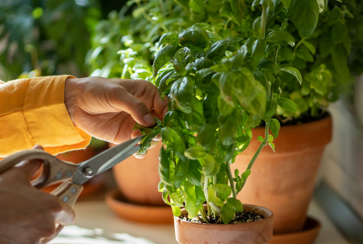 A hand using small scissors to snip basil stems above a pair of leaves in a pot