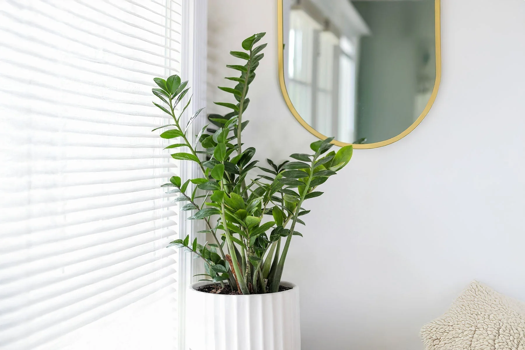 A healthy ZZ plant with glossy deep green leaves in a white ceramic pot on a side table, indirect window light, photorealistic