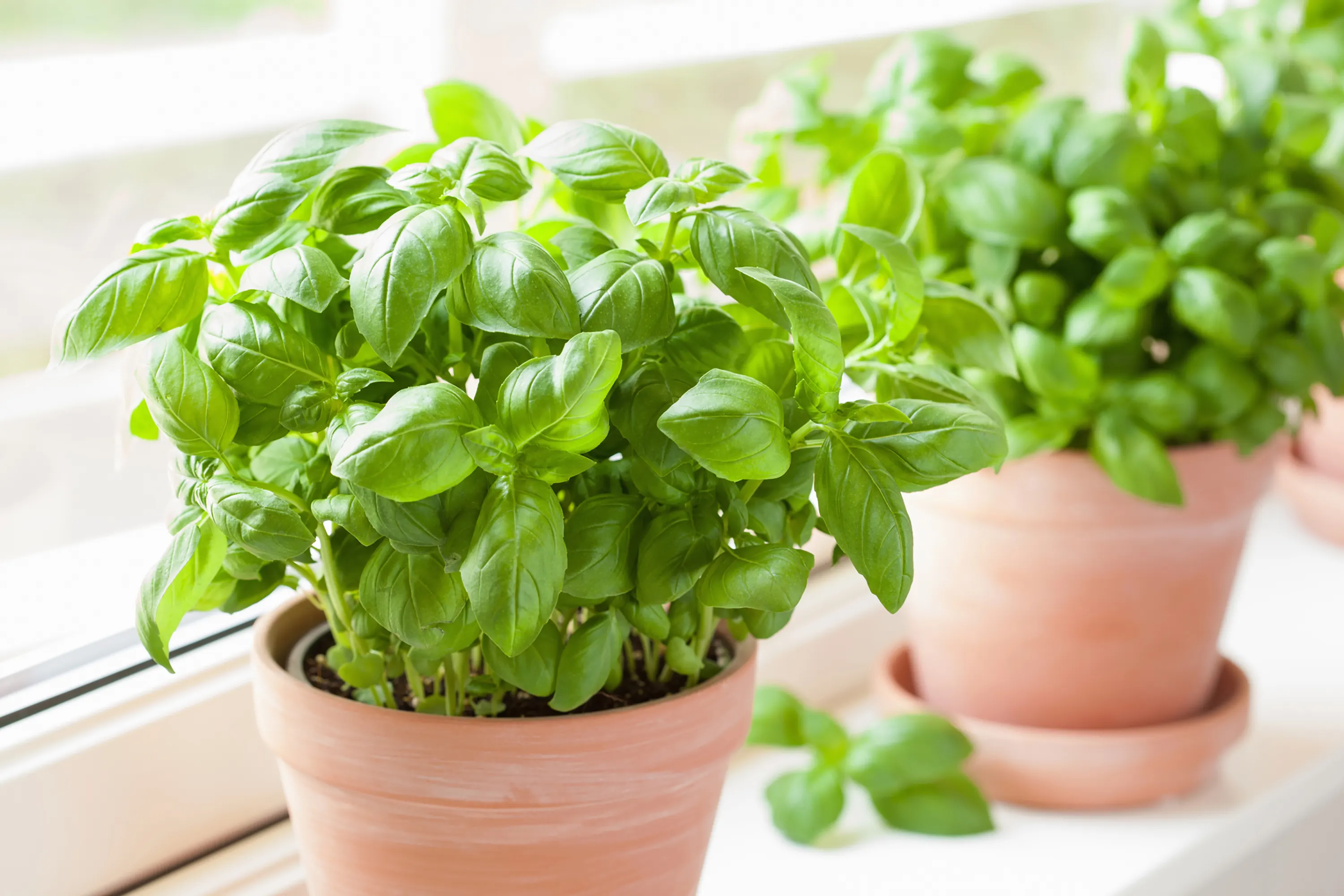 How to Grow Basil at Home