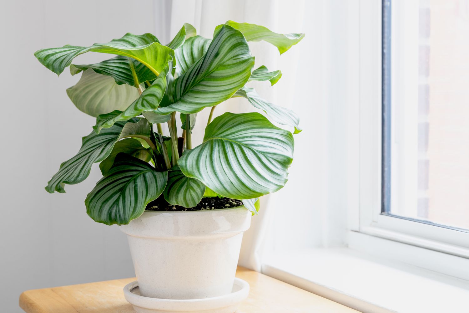 Calathea Care: Light, Water, and Humidity