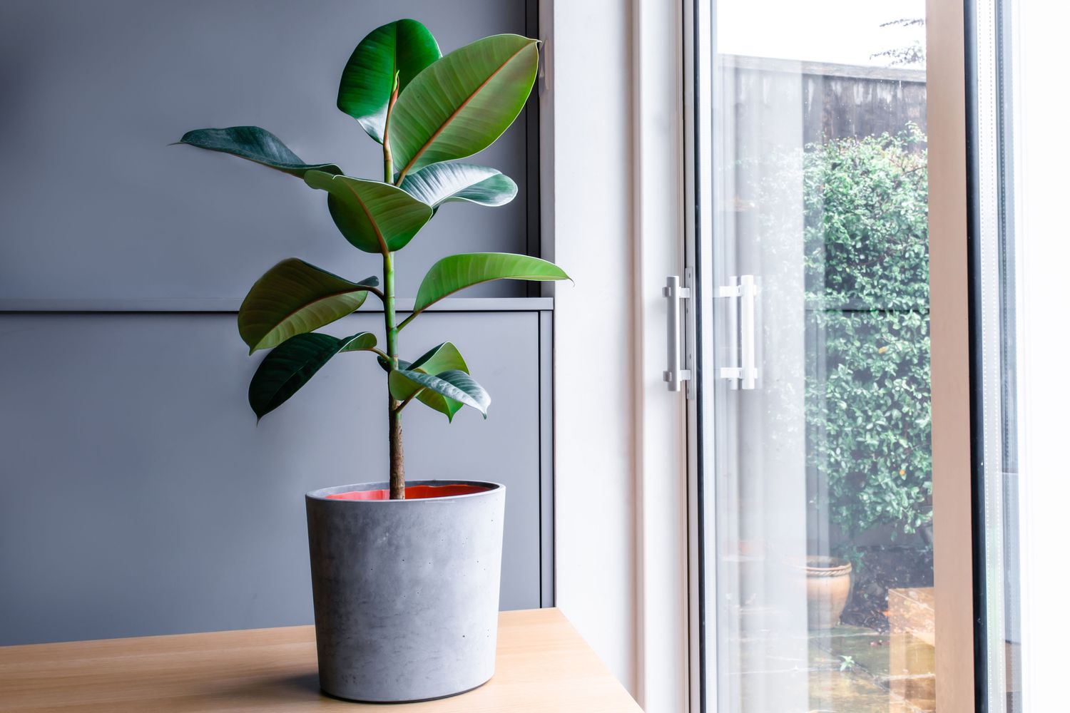 Rubber Plant Care