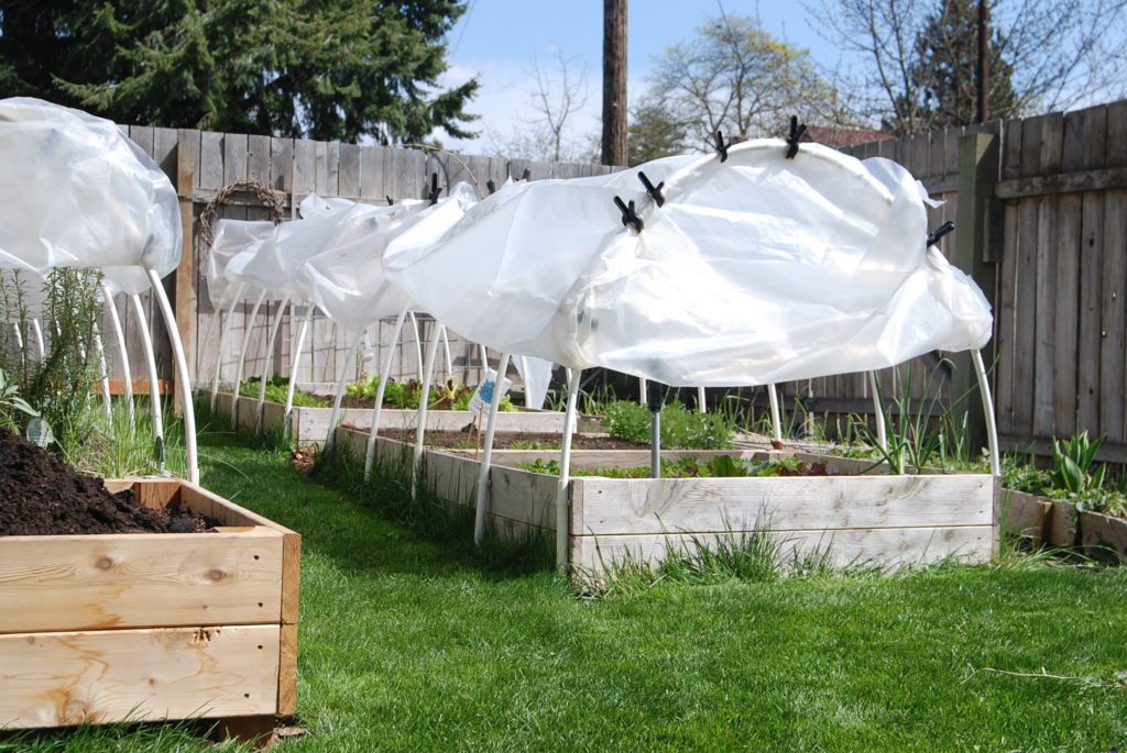 A lightweight garden row cover draped over hoop supports on a vegetable bed in early spring