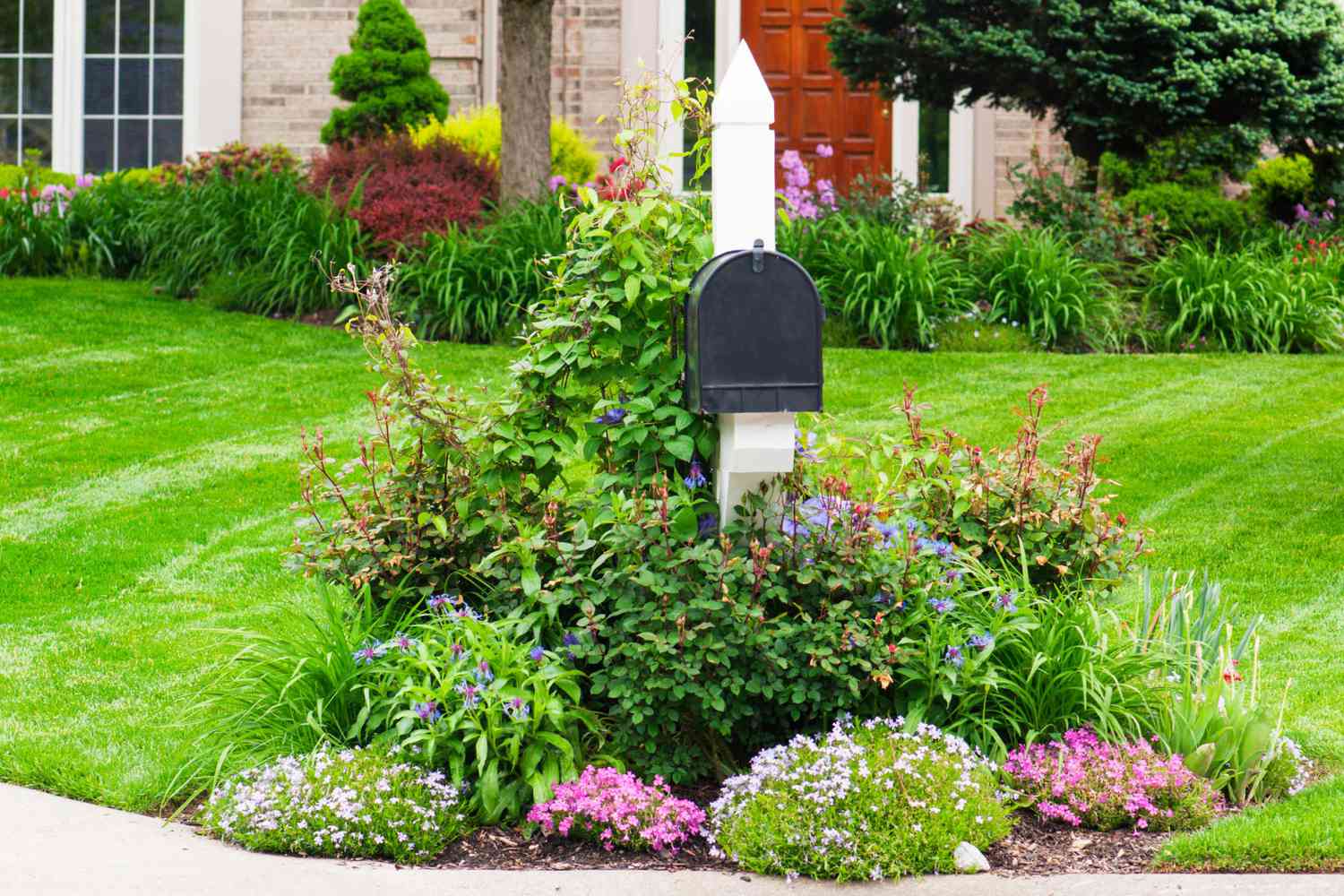 A neat mailbox bed with low flowering perennials and a small evergreen shrub beside a residential street