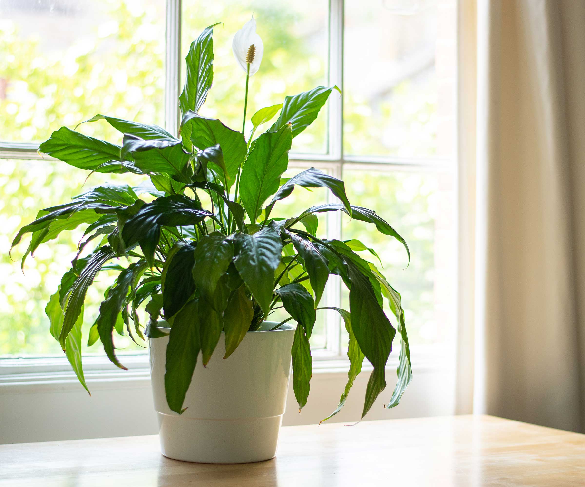 A peace lily positioned a few feet from a bright window with soft filtered light, showing how indirect light falls across the leaves, cozy indoor living room setting, photorealistic