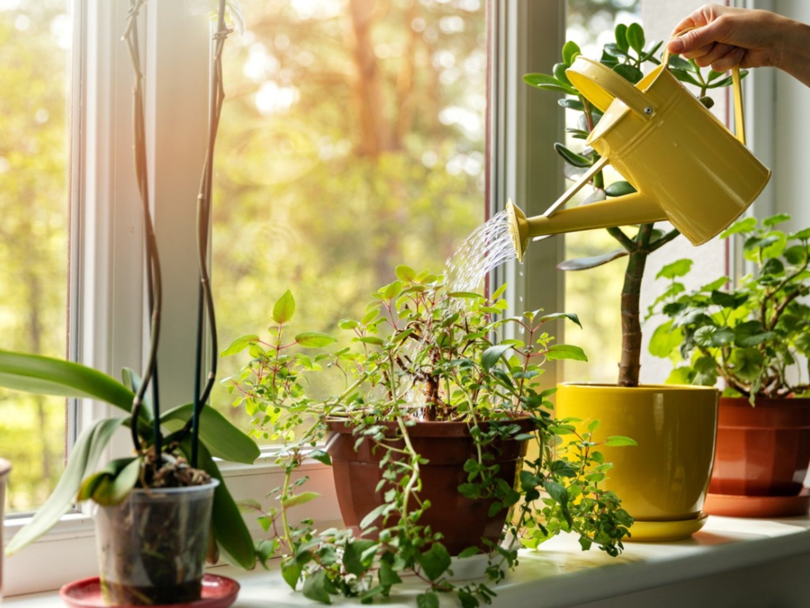 When and How to Fertilize Houseplants