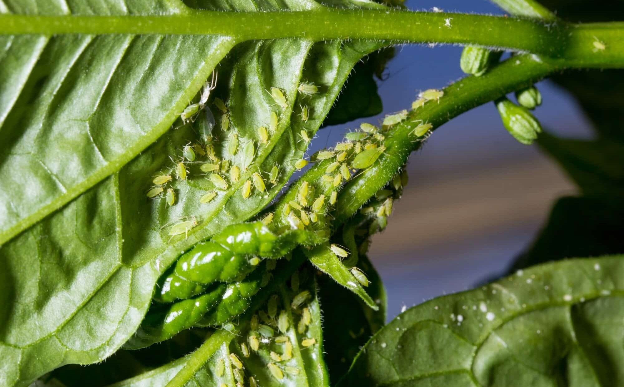 A photorealistic macro photo of aphids clustered on the tender tip of a pepper plant stem with slightly curled leaves, natural outdoor light