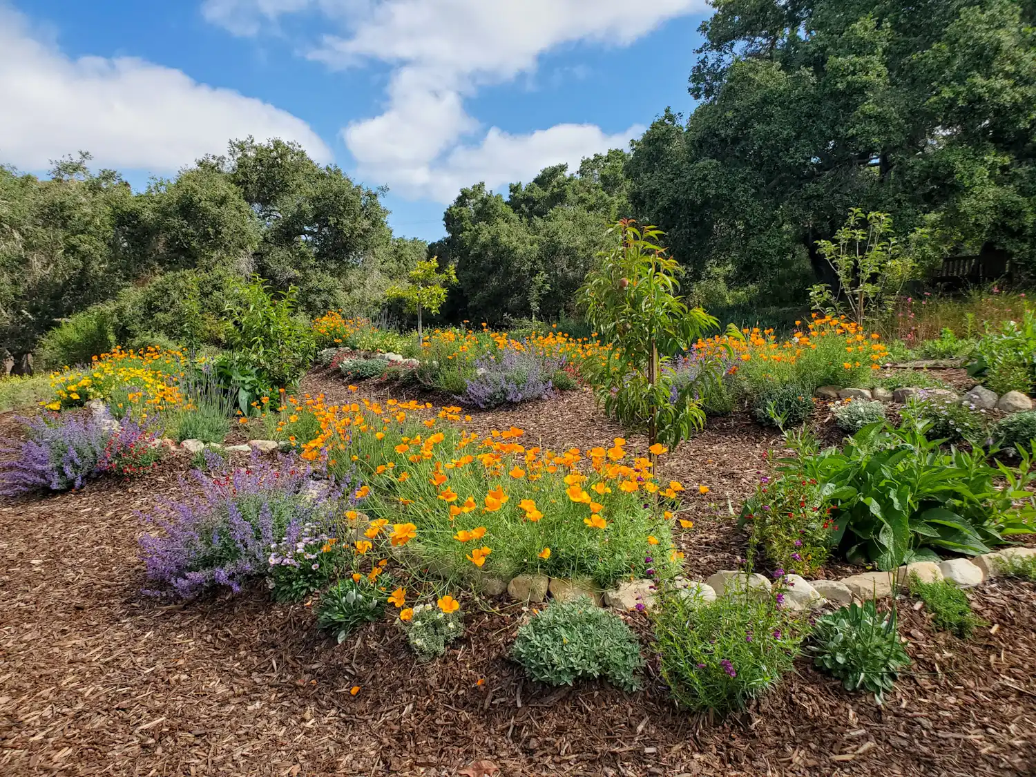Organic vs. Inorganic Mulch