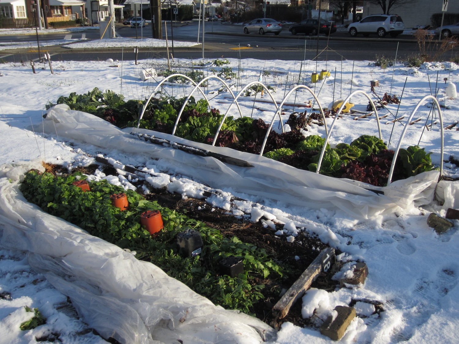 Growing Winter Vegetables in Cold Climates
