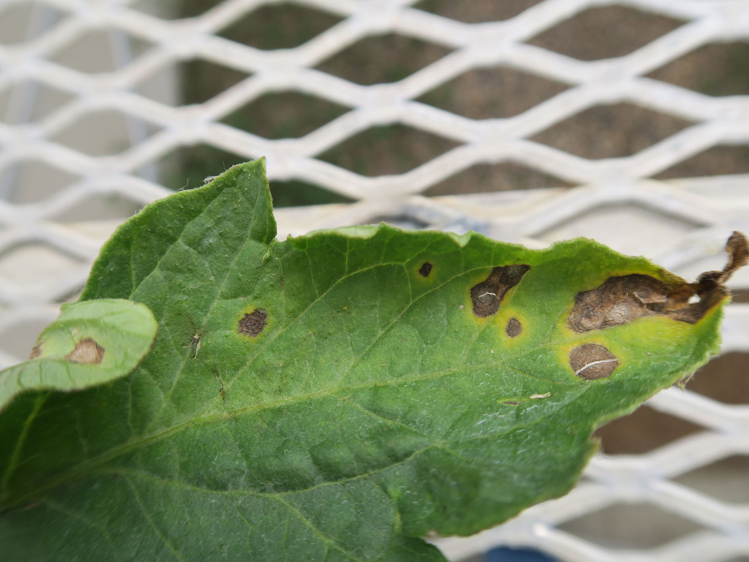 A real close-up photograph of a tomato leaf with dark brown circular lesions that show faint concentric rings and a yellow halo, natural garden light