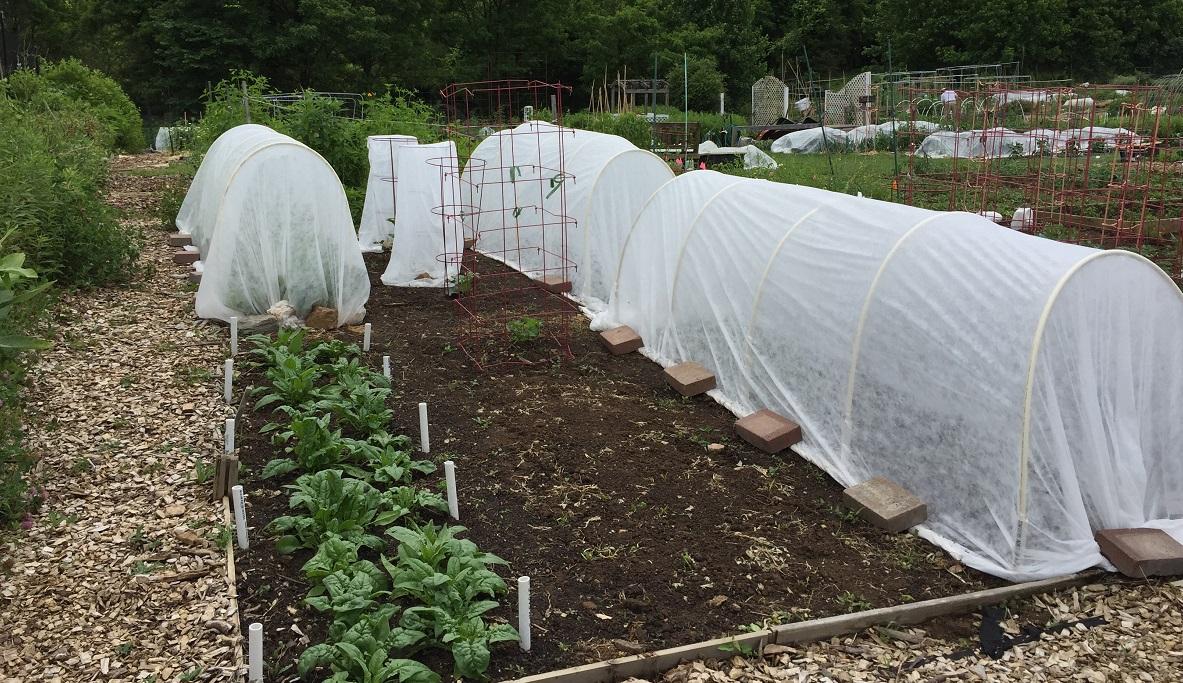 A real-life garden photo of a vegetable bed covered with white floating row cover supported by low hoops, edges pinned down with boards, sunlight filtering through