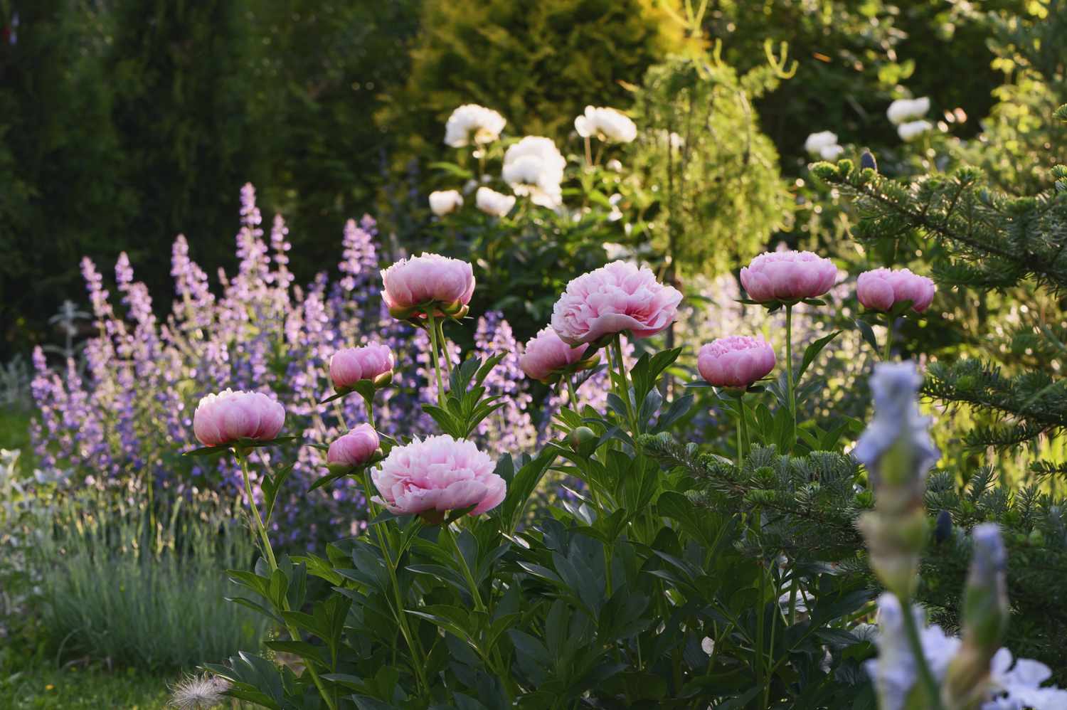 How to Grow Peonies