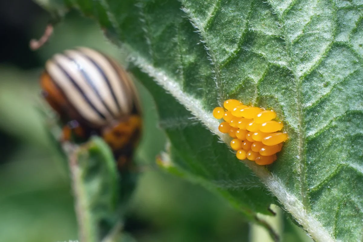 A real macro photograph of a cluster of bright orange Colorado potato beetle eggs attached to the underside of a potato leaf, with the leaf veins visible
