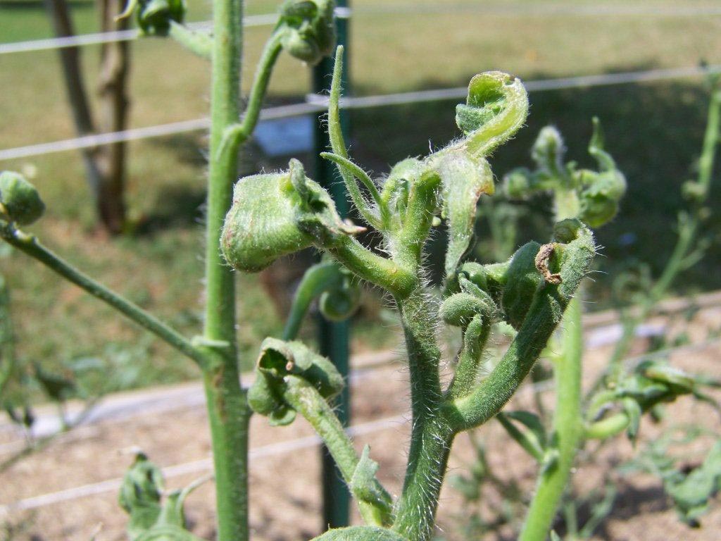 A real photo close-up of a tomato plant’s newest leaves that are narrow, twisted, and distorted, with an uneven puckered texture, outdoor garden background
