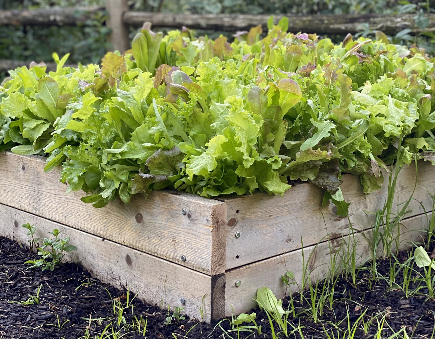 How to Grow Lettuce and Salad Greens at Home