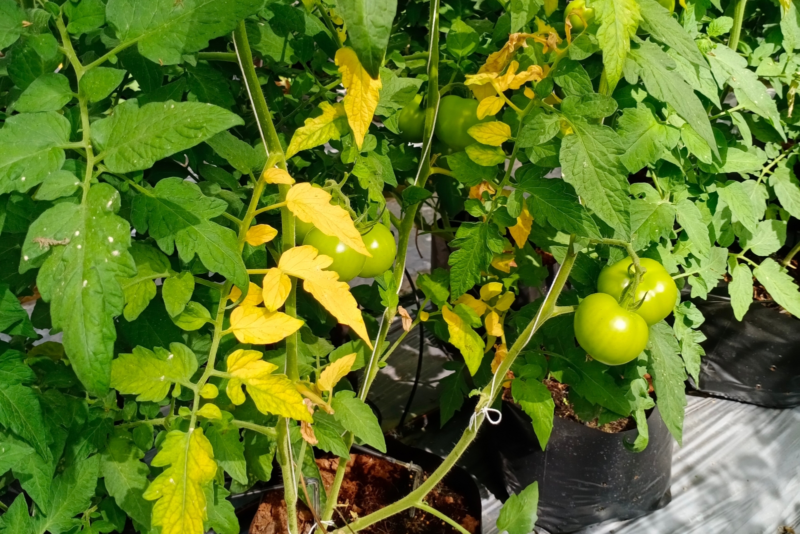 A real photo of a tomato plant with one side of the plant yellowing and wilting while the other side remains greener, in an outdoor garden bed