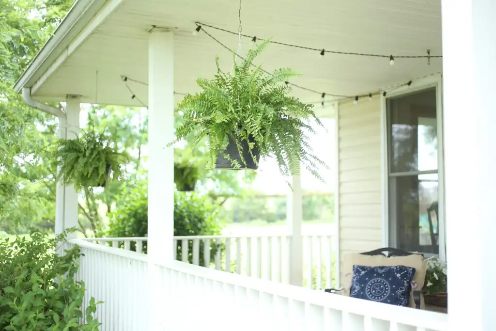 A real photograph of a Boston fern in a large hanging basket on a shaded porch, with soft dappled light and a porch railing in the background, summery outdoor setting