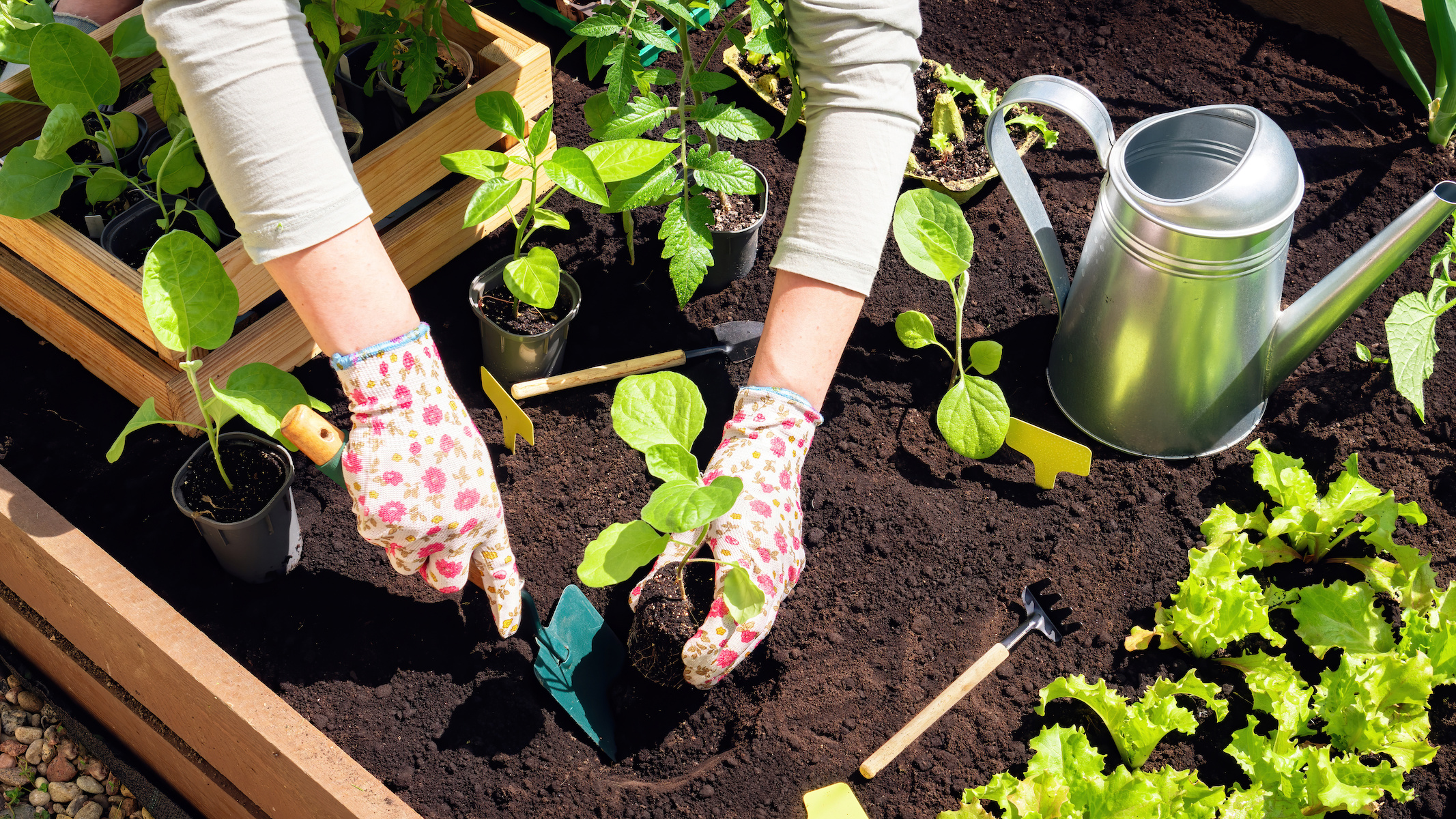 A real photograph of a gardener placing a healthy seedling into a garden bed, hands in dark soil with a trowel nearby, outdoor spring planting scene
