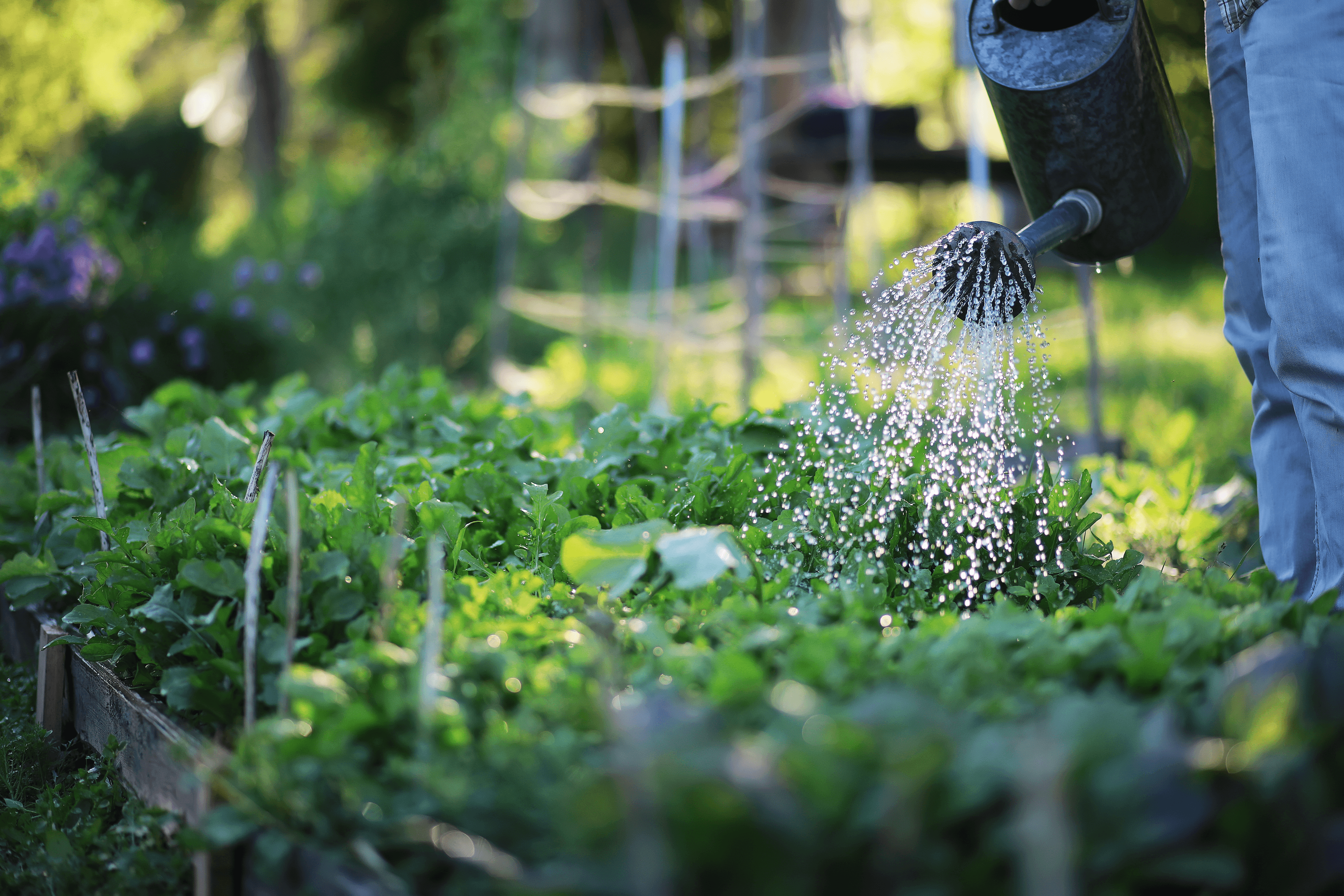 A real photograph of a gardener watering a small herb bed with a watering can in the early morning, with cilantro visible among other herbs