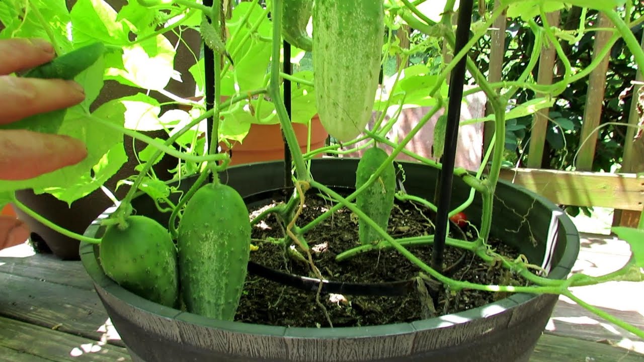 How to Grow Cucumbers in Containers