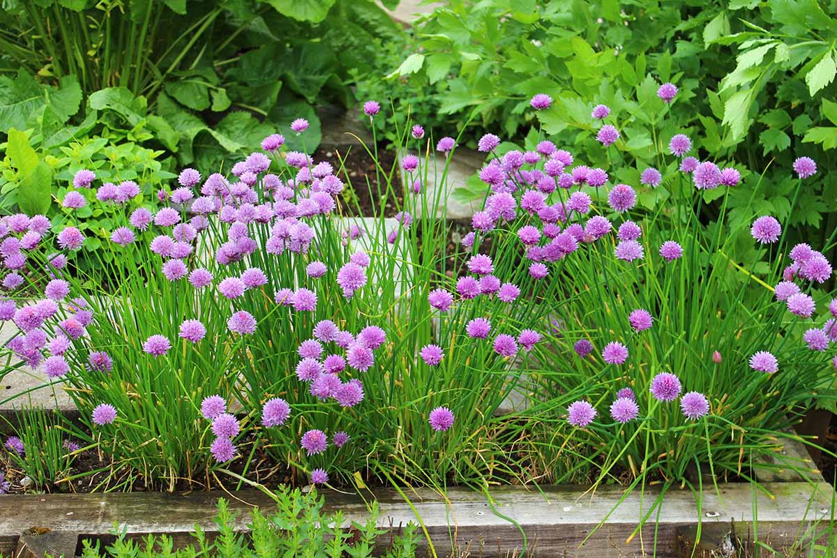 A real photograph of a neat border of chives along the edge of a garden bed, with leafy greens growing behind, soil and mulch visible in natural daylight