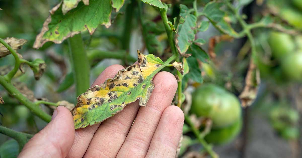 A real photograph of a tomato leaf showing many small dark spots with pale centers scattered across the leaf surface, with surrounding yellowing, outdoor garden background
