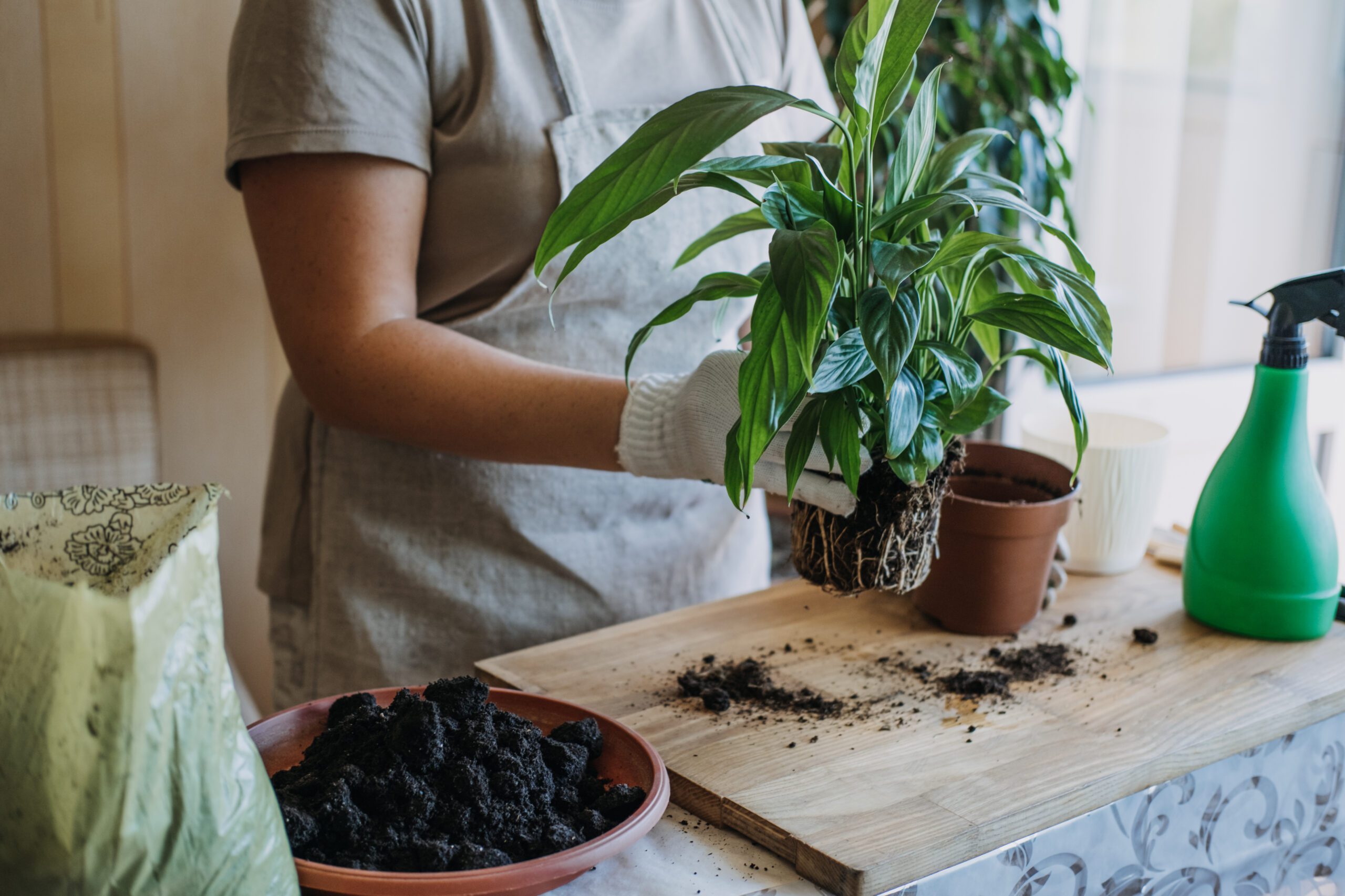 A real photograph of hands repotting a leafy houseplant on a table with fresh potting mix spilled nearby and a clean pot ready, warm indoor light