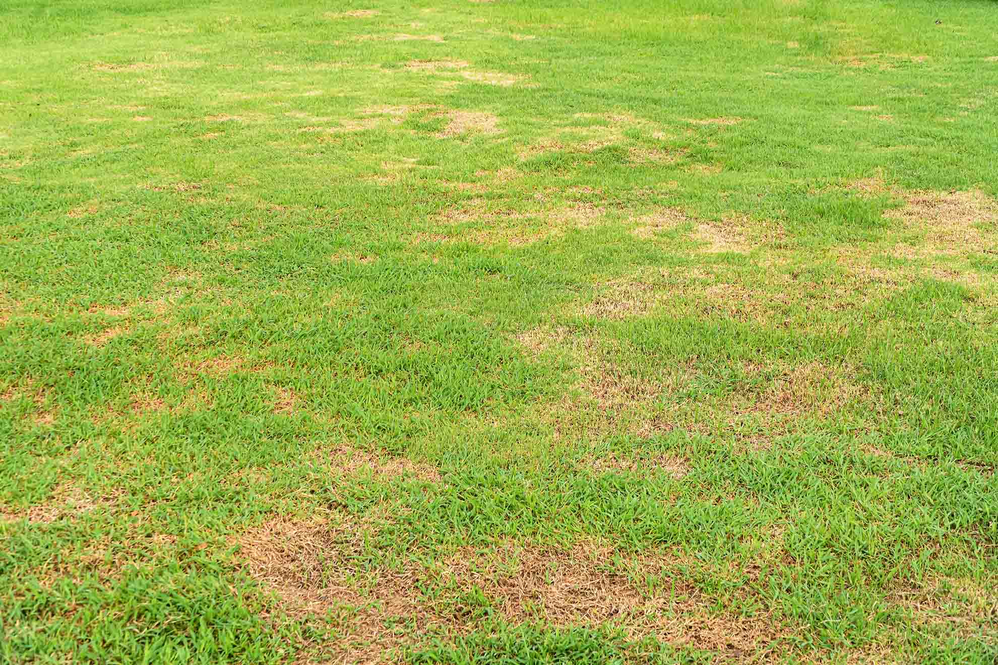 A realistic outdoor photo of a lawn with irregular brown patches next to healthy green grass, taken at ground level in soft daylight