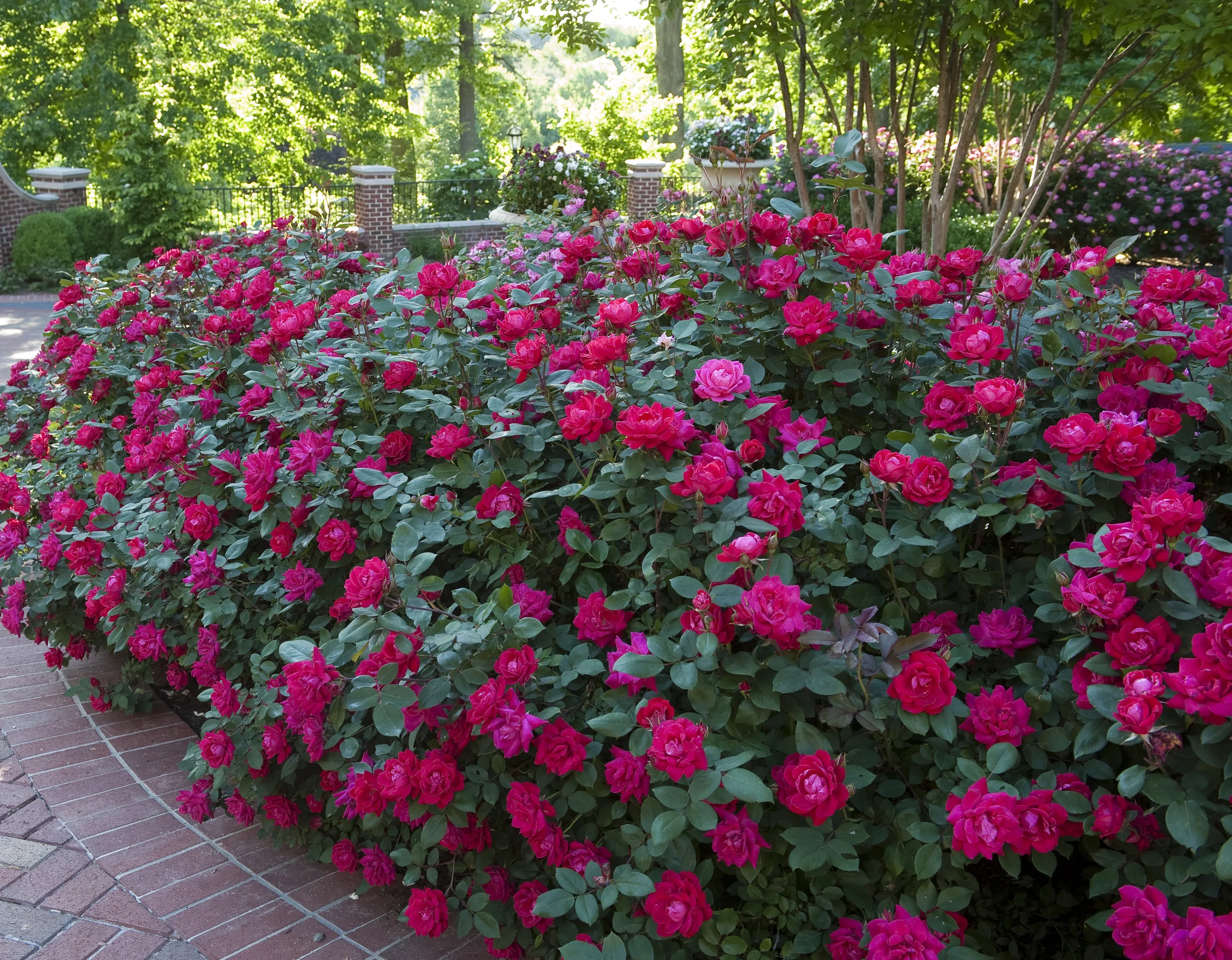 A red Knock Out rose shrub in full bloom beside a garden path, with glossy green leaves and multiple flower clusters, photographed in bright morning sun