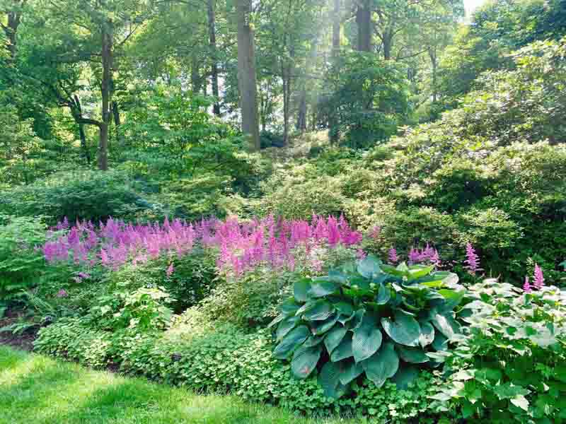 A shady garden border with large blue-green hosta leaves in the foreground and pink astilbe plumes blooming behind them, soft woodland light, photorealistic