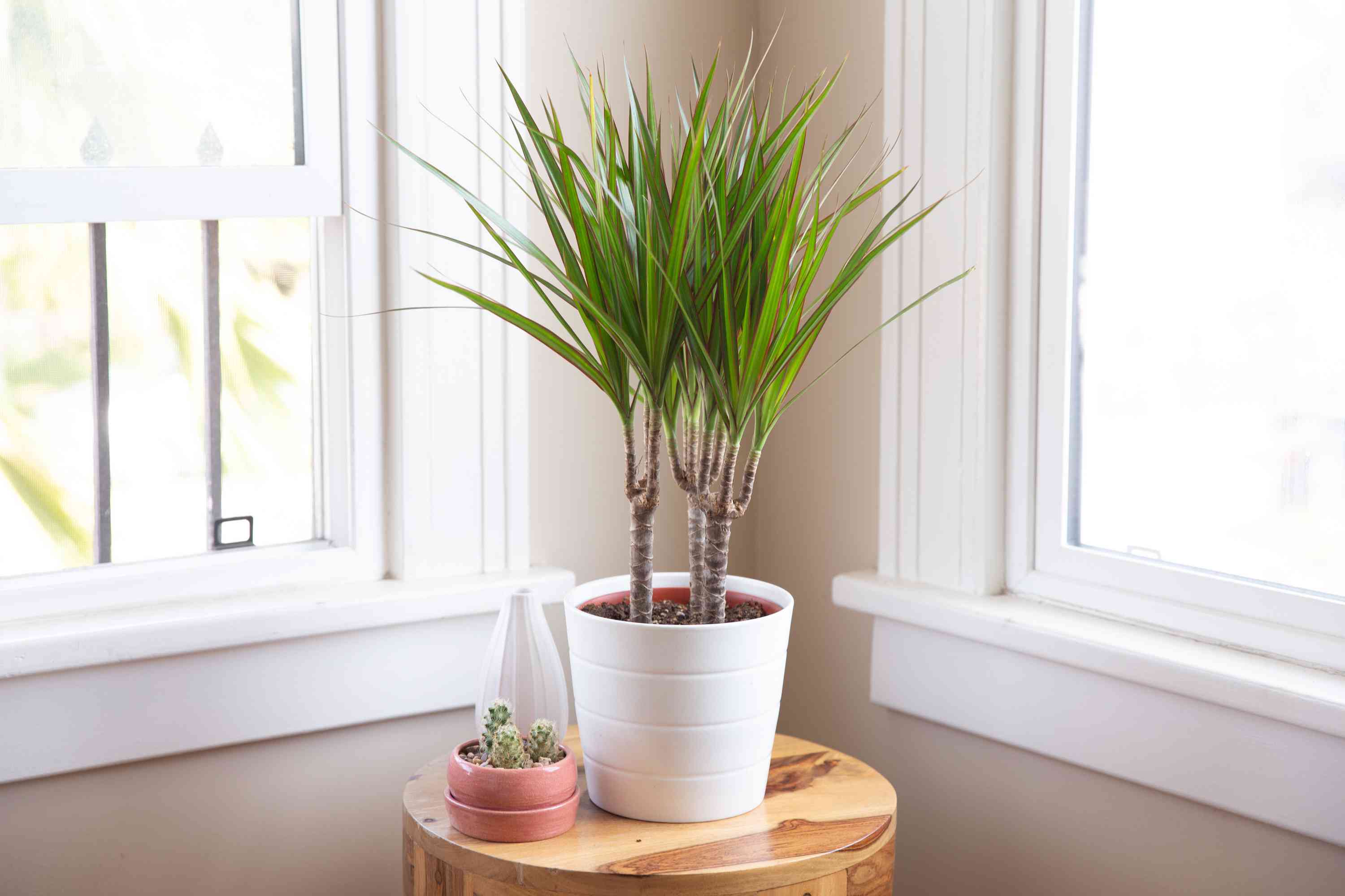 Dracaena Care for Beginners