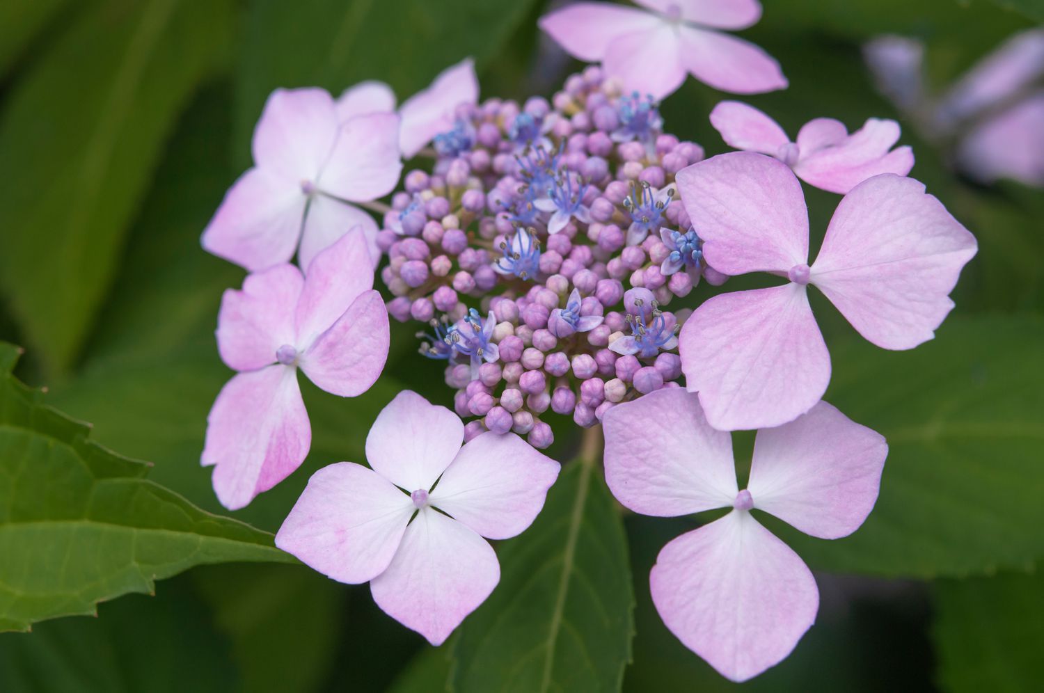 A single lacecap hydrangea bloom with flat flower cluster and visible central buds, shot up close with a soft garden background, photorealistic