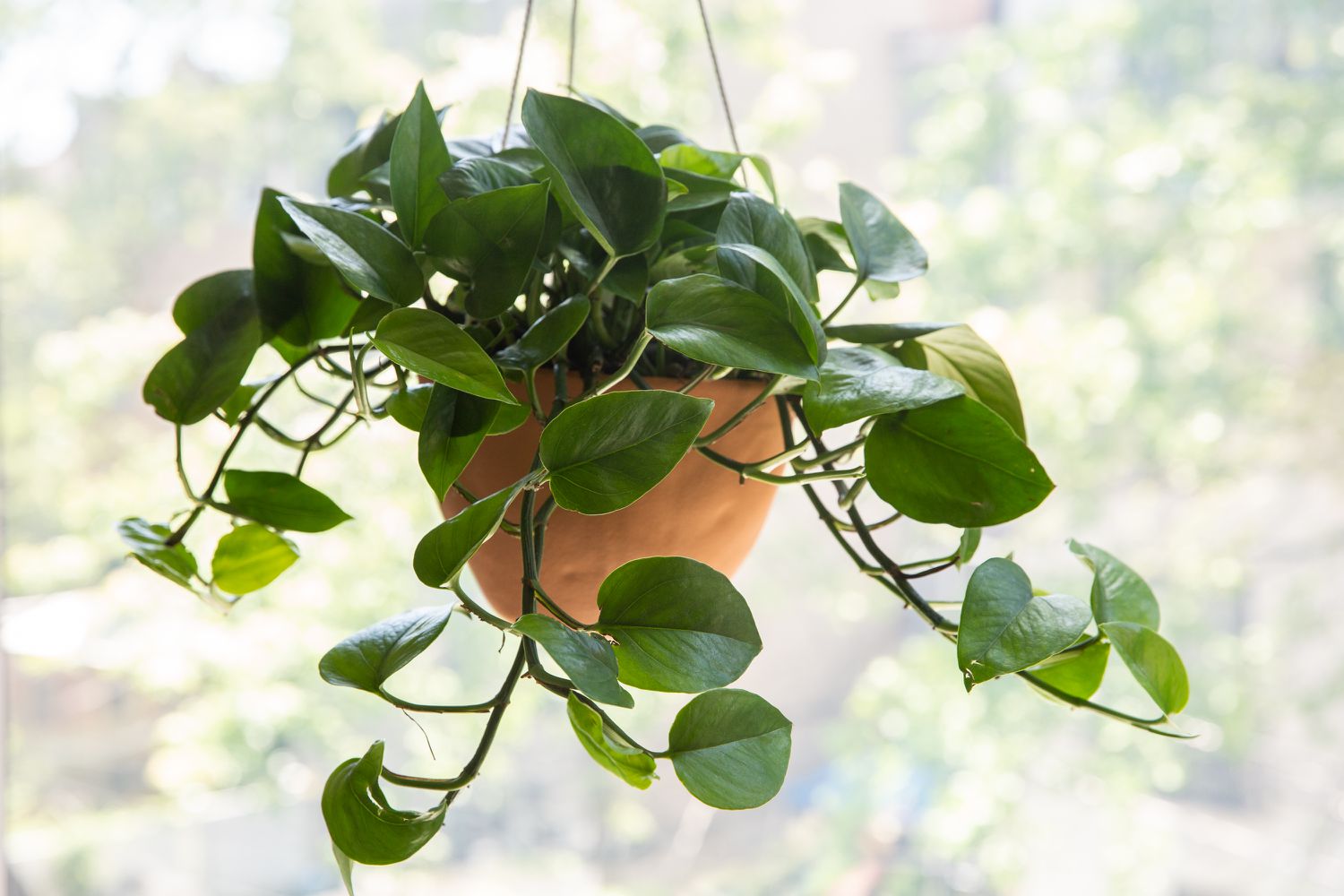 A single real photograph of a pothos vine trailing from a hanging basket in a bright room, waxy green leaves with light variegation, natural window light