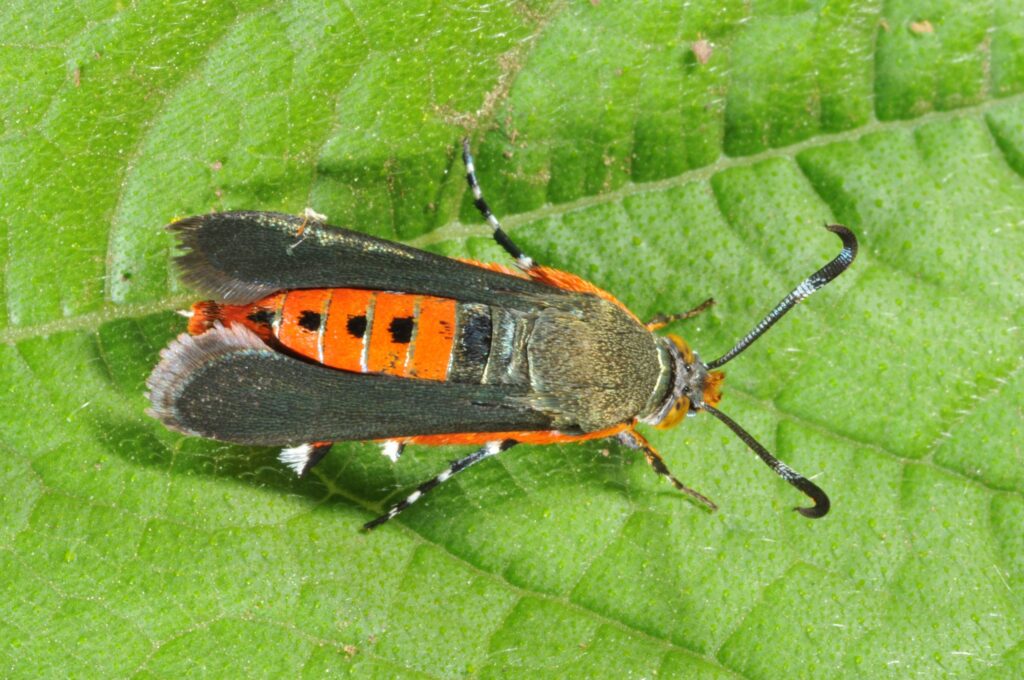 A single squash vine borer moth resting on a squash leaf in bright daylight, showing its orange abdomen and dark wings, sharp macro garden photograph