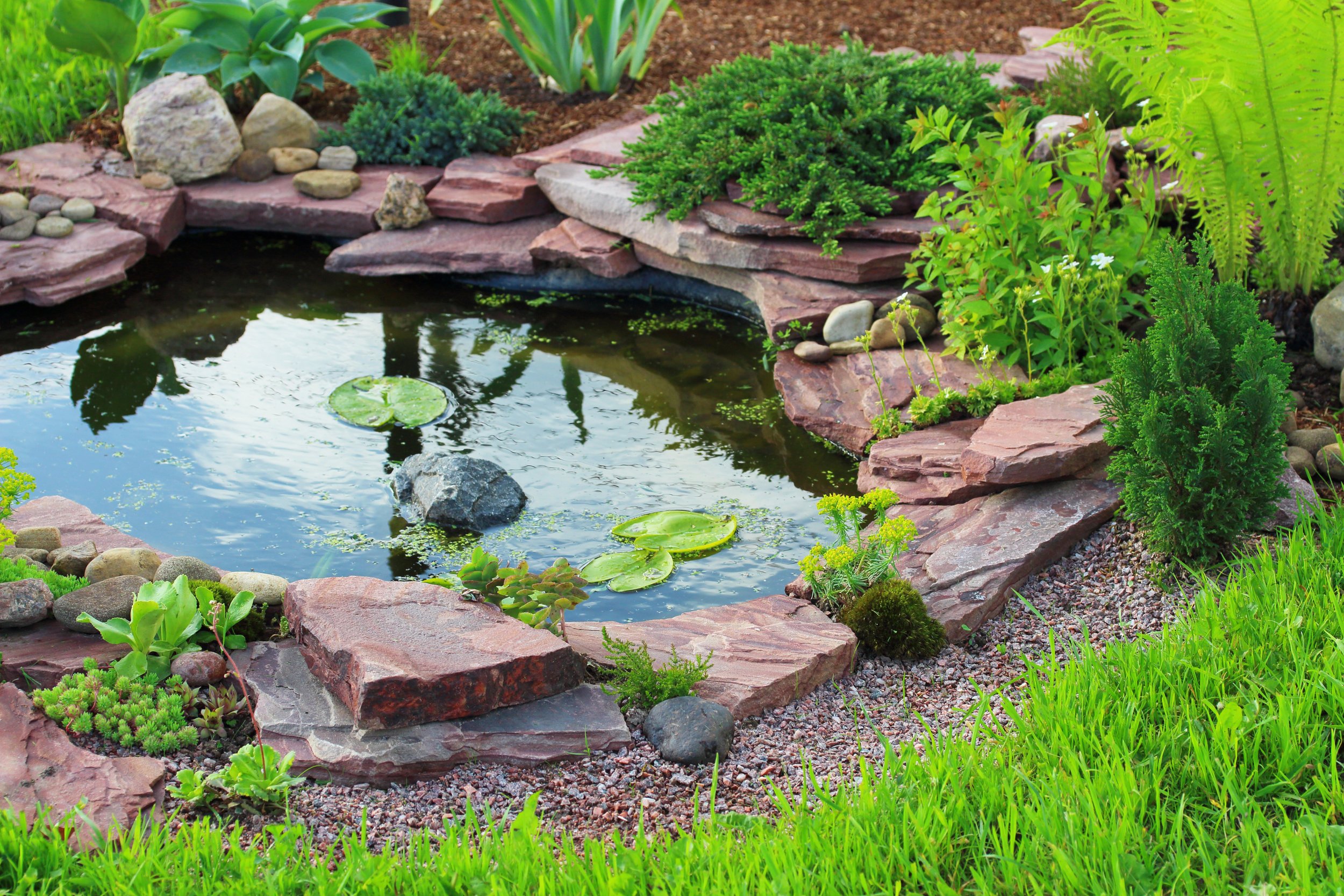 A small backyard liner pond with aquatic plants on shelves and natural stone edging with sunlight reflecting on the water surface