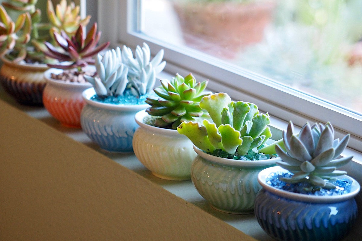 Succulent Care for Beginners
